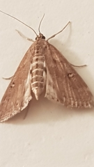 Parapoynx stratiotata