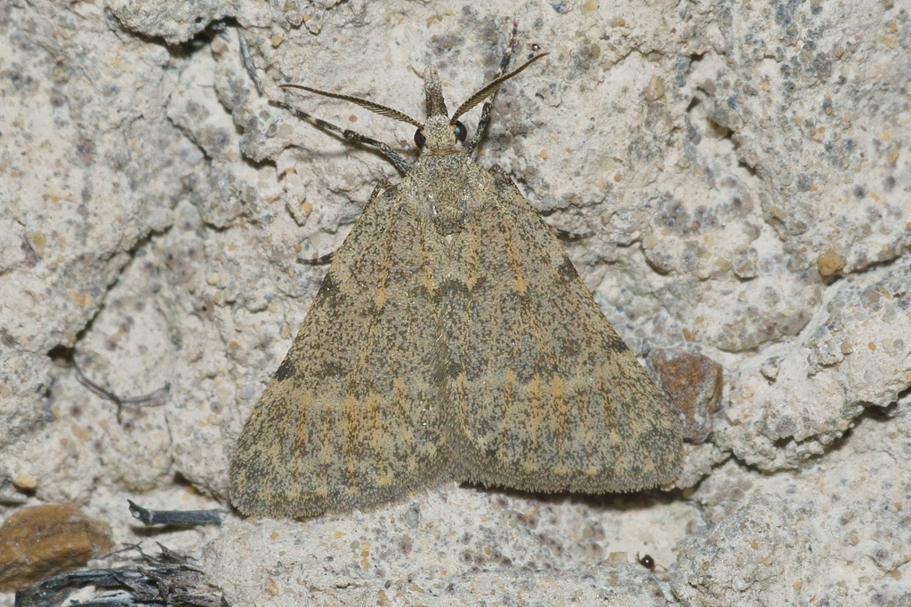 Dichromodes sphaeriata