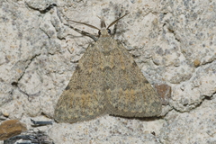 Dichromodes sphaeriata