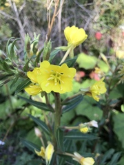 Oenothera