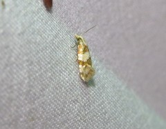 Aethes argentilimitana