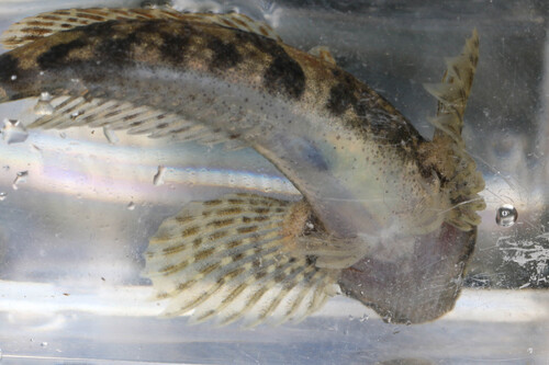 Blue Ridge sculpin (Cottus caeruleomentum) — Cottidae — 4