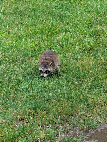 Raccoon