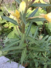 Oenothera