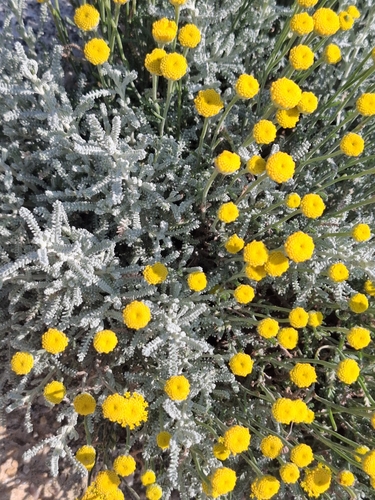 Santolina chamaecyparissus