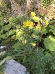 Oenothera
