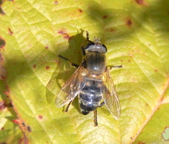 Polydontomyia curvipes