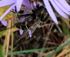 Eristalis dimidiata