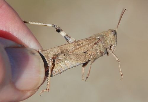 Carolina Grasshopper, photo 4 of 8