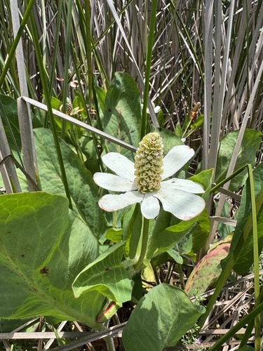 iNaturalist observation photo of Yerba Mansa