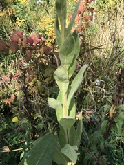 Verbascum thapsus