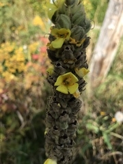 Verbascum thapsus