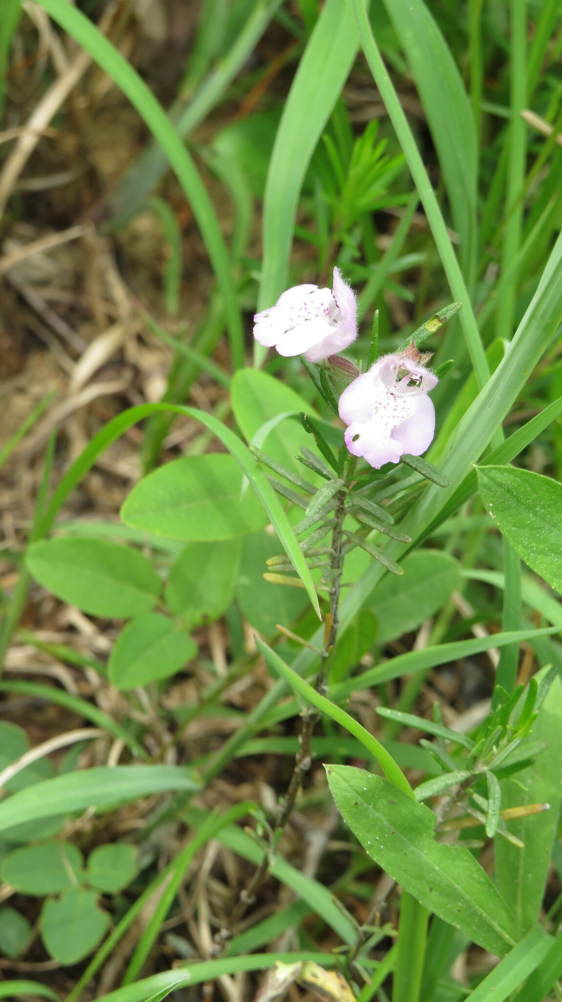 Imagem de Conradina verticillata