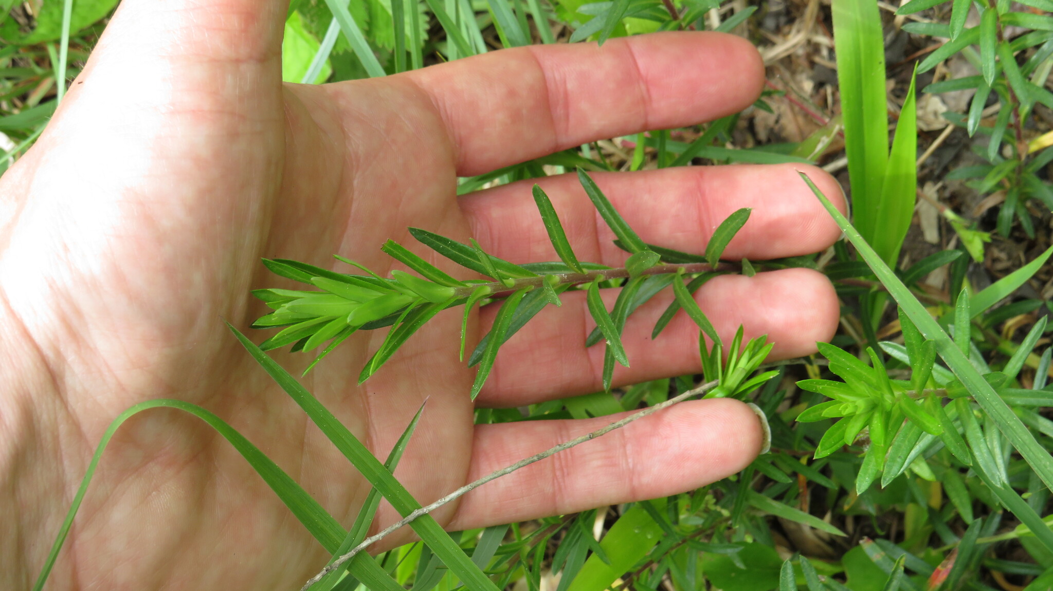 Imagem de Conradina verticillata
