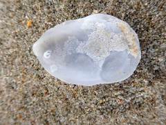 Maoricrypta sodalis