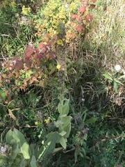 Verbascum thapsus