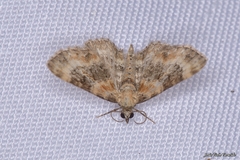 Eupithecia linariata
