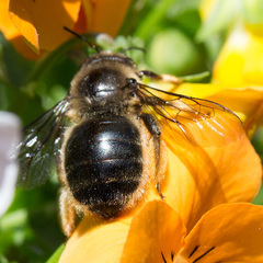 Xylocopa cantabrita