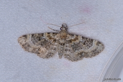 Eupithecia linariata