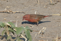 Lagonosticta rhodopareia