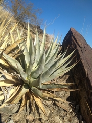 Agave simplex