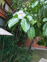 Tabernaemontana litoralis