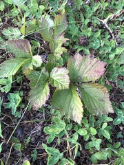 Rubus saxatilis