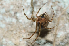 Theridion zantholabio