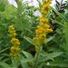 Elegant Goldenrod - Photo (c) Travis, some rights reserved (CC BY-NC)