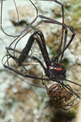 Theridion zantholabio