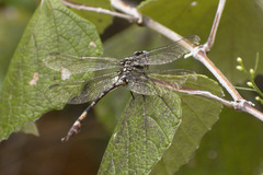 Aphylla angustifolia