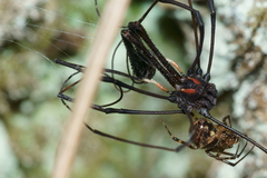 Theridion zantholabio