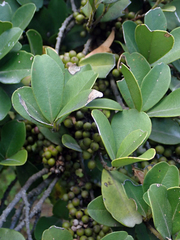 Myrsine chathamica
