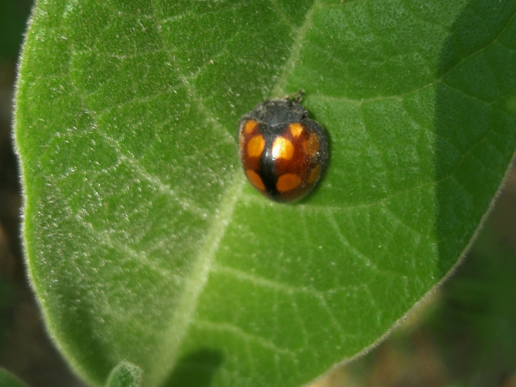 Solanophila infirma