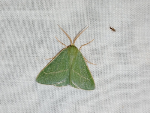 Bustilloxia saturata