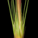 Baxteria australis - Photo (c) Kevin Thiele, algunos derechos reservados (CC BY)