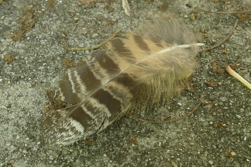 View observation of {o.common_name} on iNaturalist