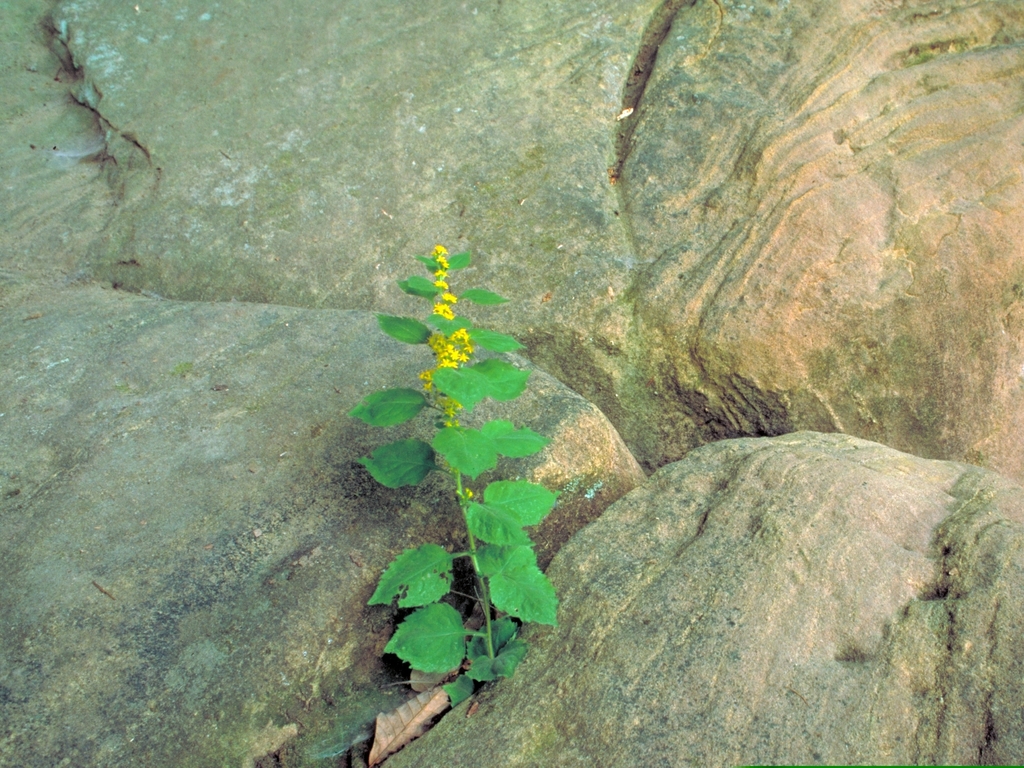 white-haired goldenrod