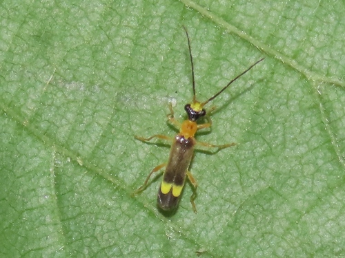 Malthinus flaveolus, Voorburg, Nederland, photo 9 of 10
