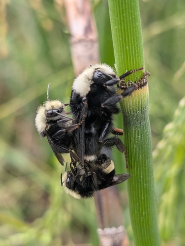 Yellow-faced bumble bee