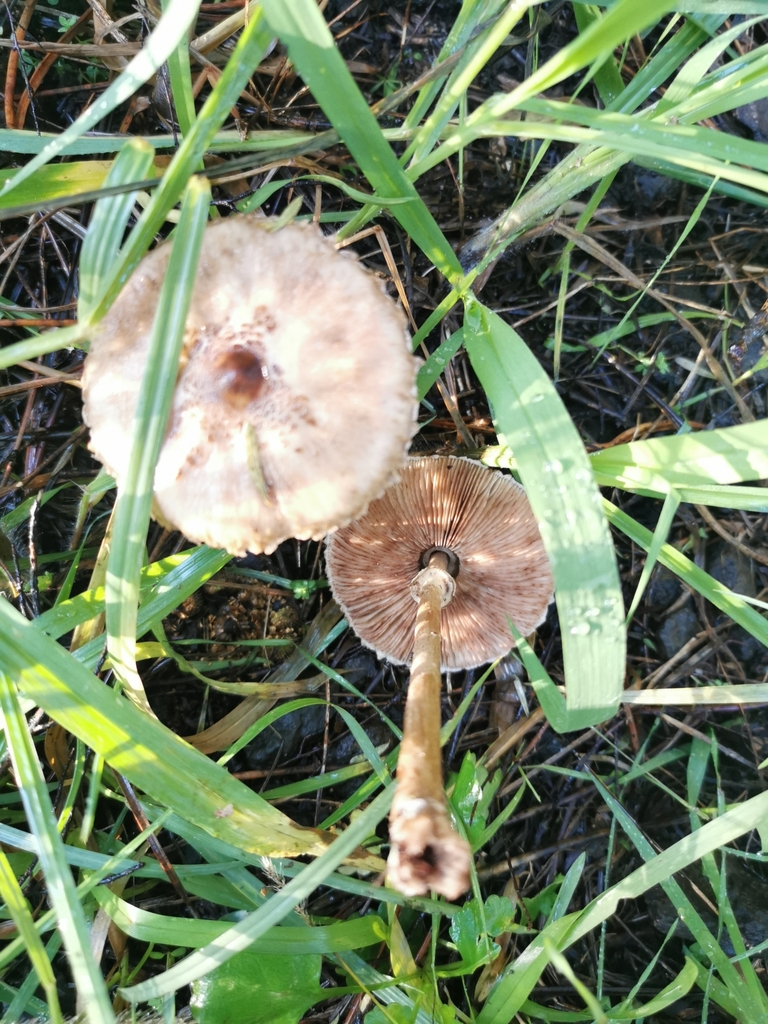 Macrolepiota clelandii · June 2025 · photo: © kizzie1 (iNaturalist, cc0)