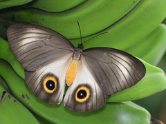 Taenaris urania