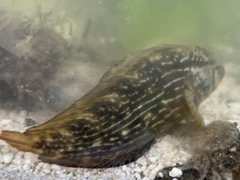 Chasmodes bosquianus