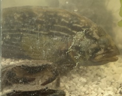 Chasmodes bosquianus
