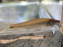 Notropis baileyi