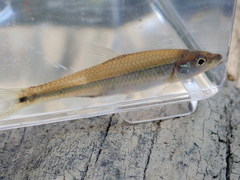 Notropis baileyi