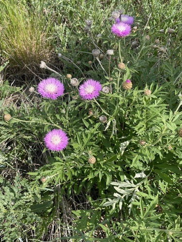 Persian knapweed