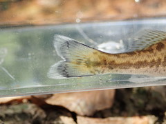 Micropterus henshalli