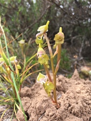 Disa spathulata spathulata