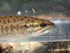 Micropterus henshalli